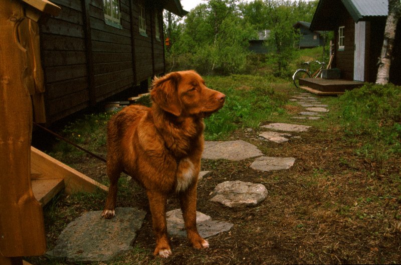 241_11.jpg - Foxy var også med