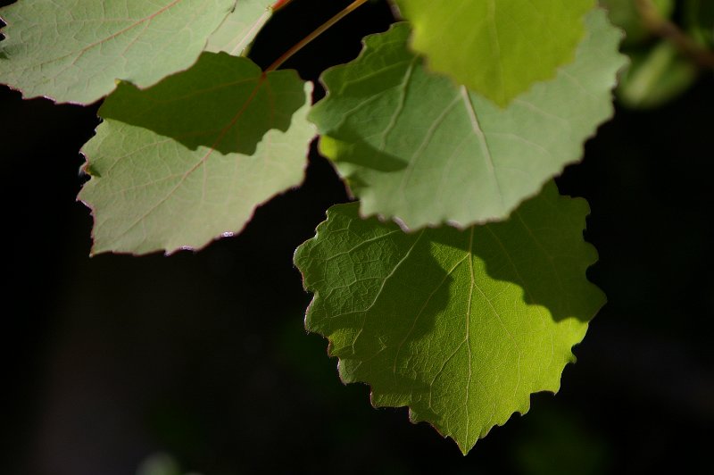 Imgp5207.jpg - Ospeblader er også vakre