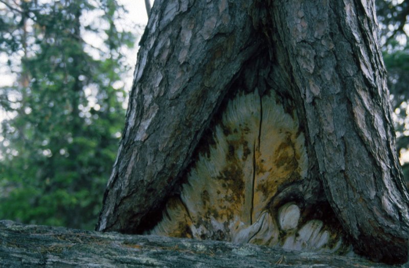 111_30.jpg - Gammel furuskog, muligens kvestet av lynnedslag  i Muddus Nasjonalpark
