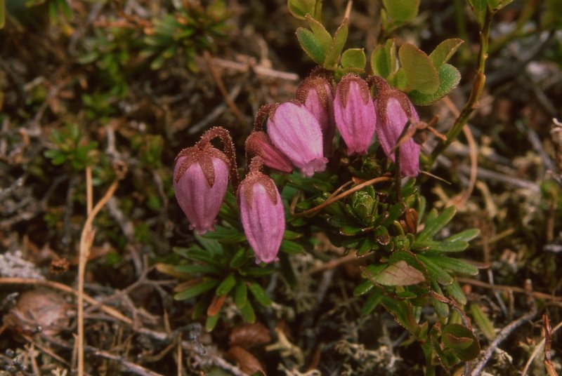 114_01.jpg - Blålyng