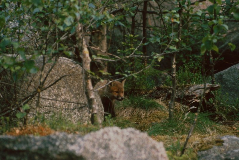 115_25.jpg - Vi støtte på et helt kull med reveunger som bodde ved Inlandsvägen mellom Vilhelmina og Dorotea