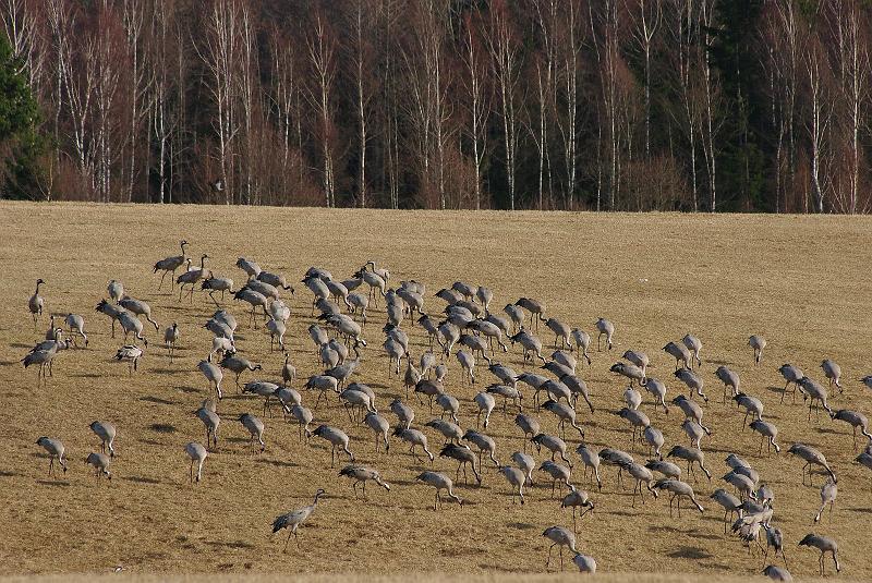 Imgp6016.jpg - Traner på beite ved Bjurum i sørenden av Hornborgarsjön.