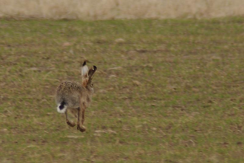 Imgp6139.jpg - Sørhare (Saksvik-hårrå på lokalt målføre i Malvik) fikk vo ogs se ved Falköping.