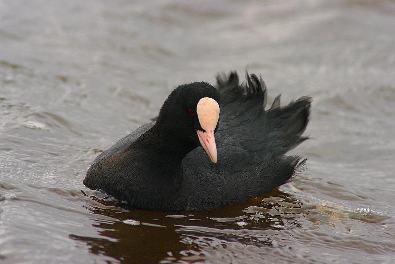 Imgp6231.jpg - Sothøne så vi ved Naturum på østsida av sjøen