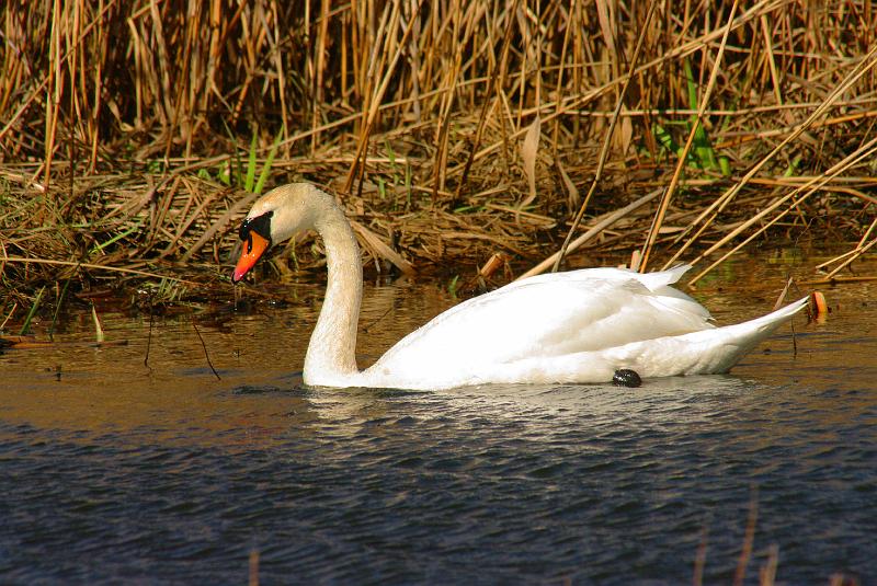 Imgp6257.jpg - Knoppsvaner var meget tallrike i og ved Hornborgarsjön