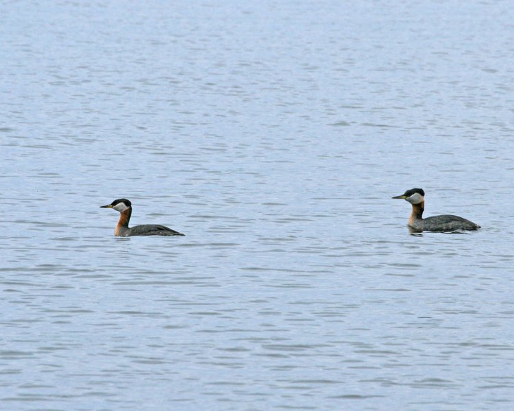Imgp6319.jpg - Gråstrupedykkere så vi flere steder langs sjøen