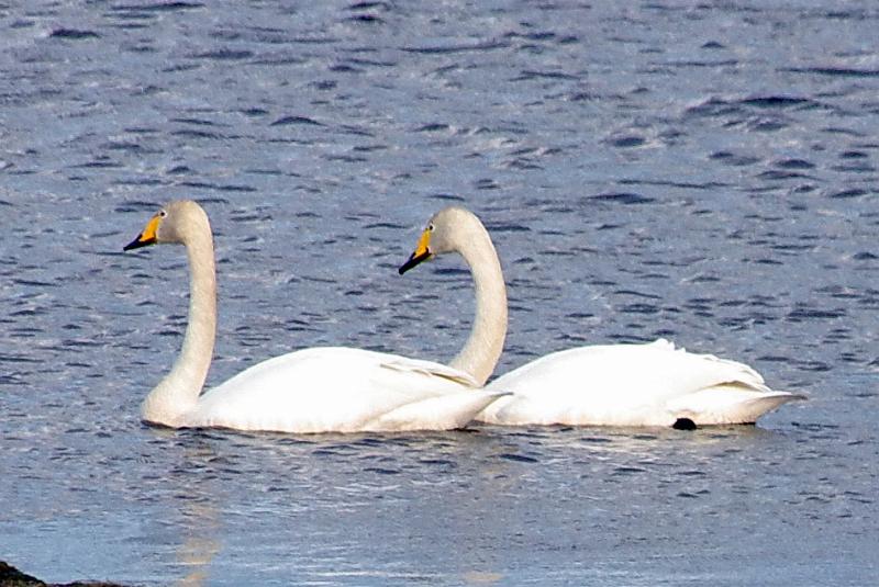 Imgp6392.jpg - Sangsvaner bruker Hornborgarsjön som mellomlandingsplass på vei nordover - på samme måte som tranene.