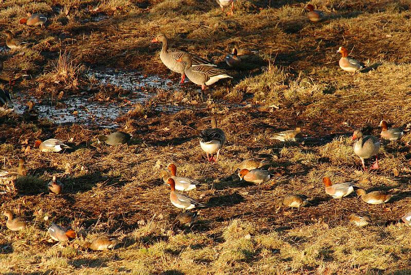 Imgp6419.jpg - Brunnakke-ender, grågjess og sothøner i samme matfat ved Hornborgarsjöns bredd