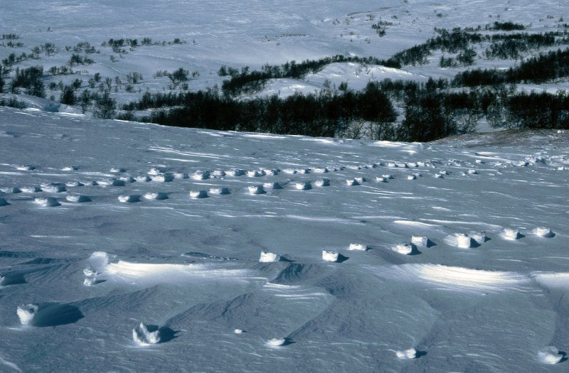 101_29.jpg - Her er spor etter rrein som har blitt stående igjen når laussnøen rundt har blåst bort