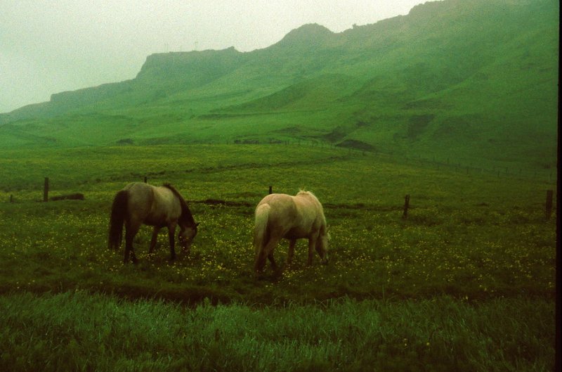 106_15.jpg - Islandshester i kveldslys