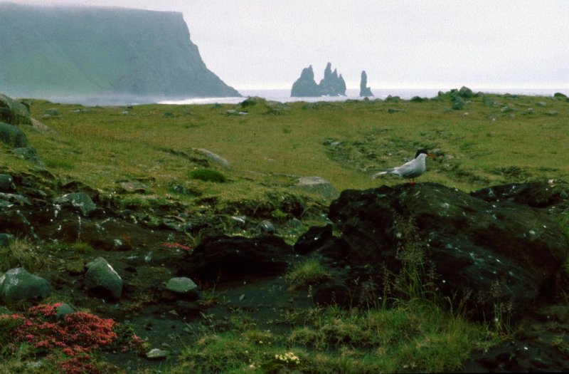 106_23.jpg - Rødnebbterne ved Vik i Myrdal