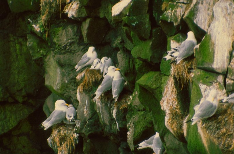 106_28.jpg - Krykkjekoloni ved Dyraholaey