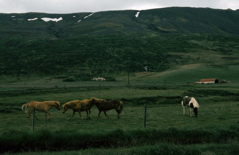 Runmag_090.jpg - Hesten er en viktig eksportartikkel for Island. Islandshest er populære ridedyr over hele verden