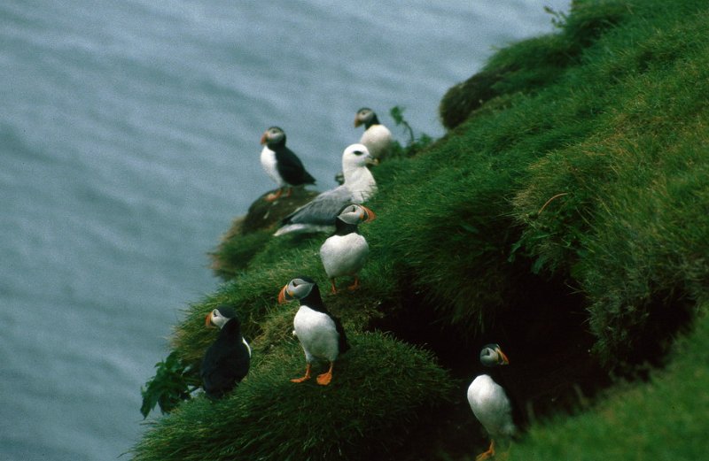 Runmag_110.jpg - Lundefugler og Havhest ved Dyraholaey