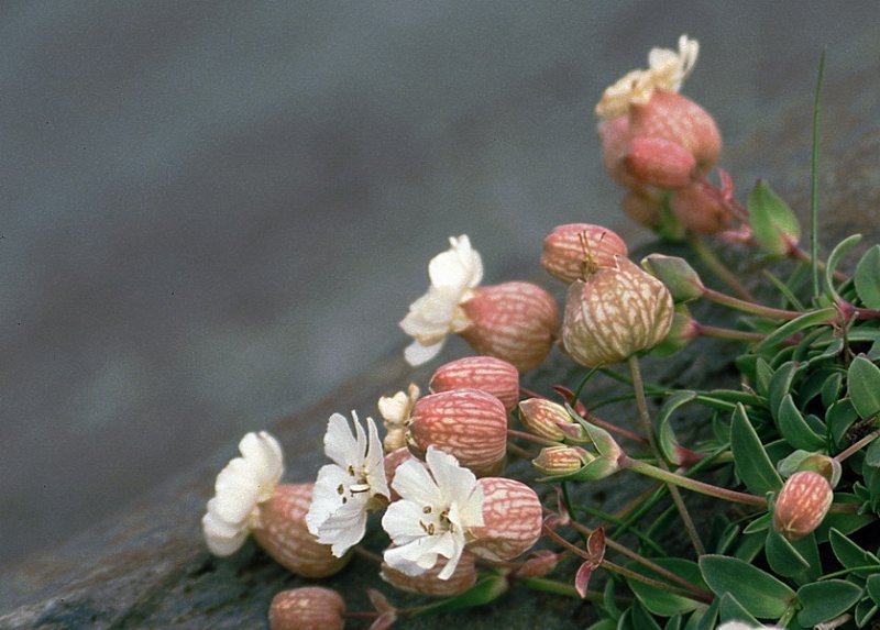 Runmag_130.jpg - Engsmelle