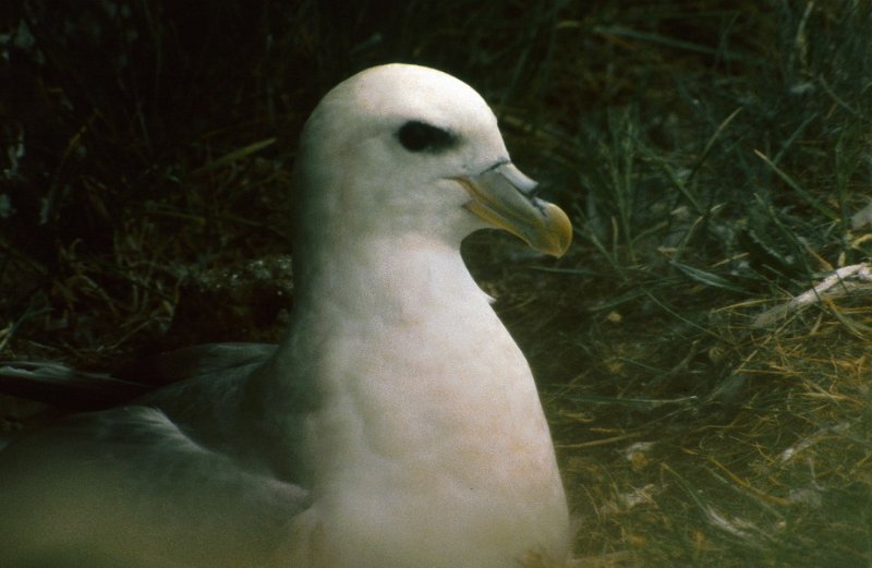 Runmag_142.jpg - Havhest hekker på Dyraholaey og også andre steder langs kystene på Island