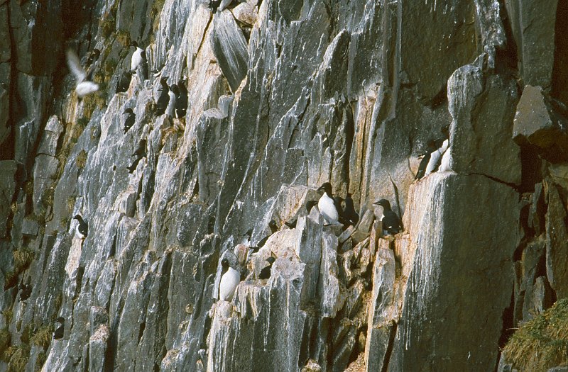 068_24.jpg - Polarlomvovi hadde en gigantisk hekkekoloni i en steilbratt skrent på Diabasodden