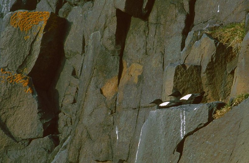 068_30.jpg - Teist hekket også på Diabasodden