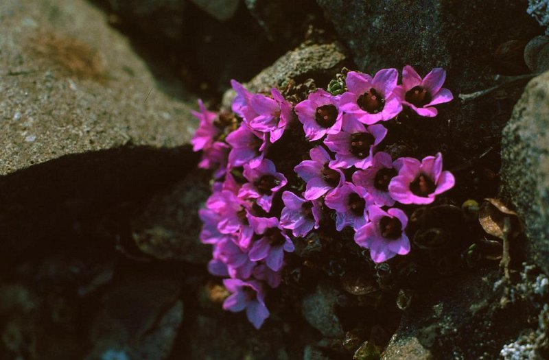 069_26.jpg - Rødsildre er en karakterblomst på Svalbard