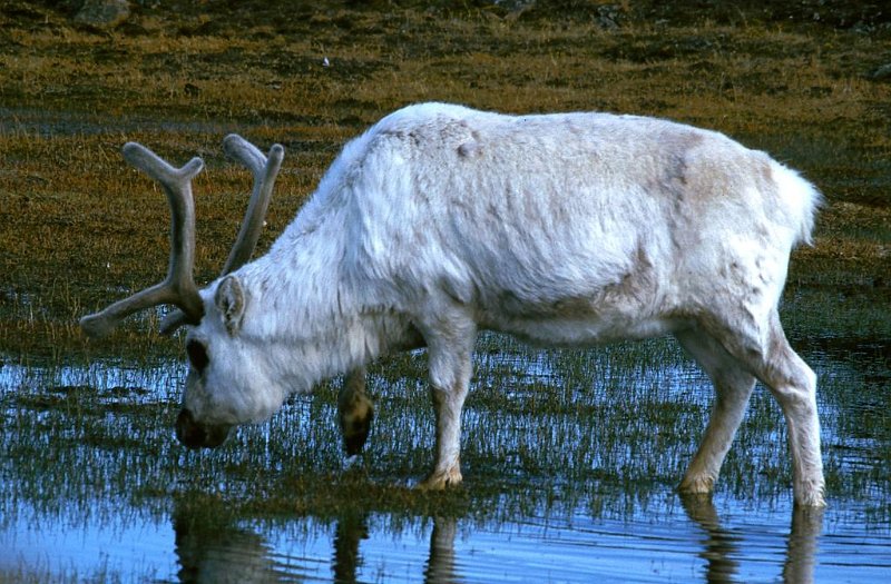 070_02.jpg - Svalbardrein