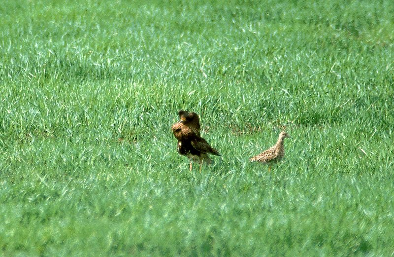 280_09.jpg - Brushane og høna hans