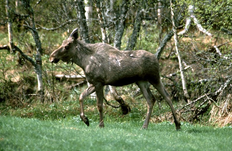 280_14.jpg - En ettårig elgokse