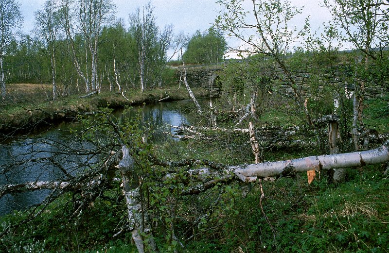 280_17.jpg - Ved Skalstugan hadde beveren herjet stygt med bjørkeskogen langs elva
