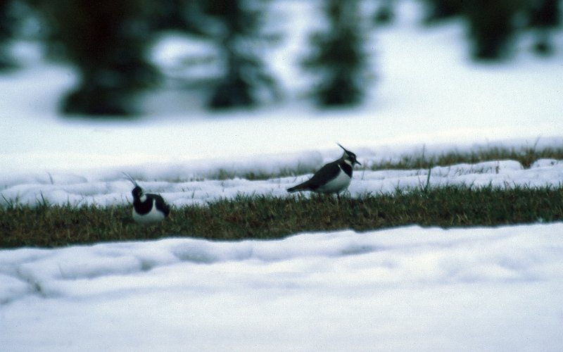 289_30.jpg - Litt sein vår synes vipene