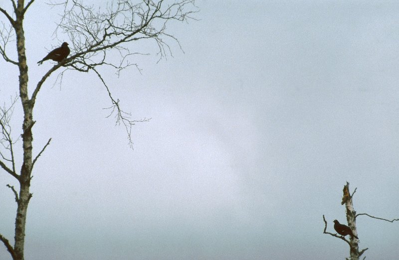 289_37.jpg - Orrhaner