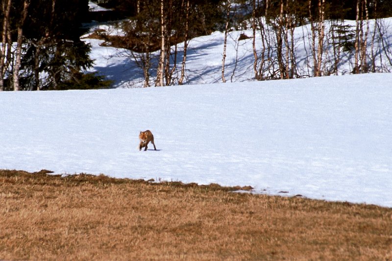 289_42.jpg - En rødrev syntes ikke å bli skremt av noen Berguler med kamera