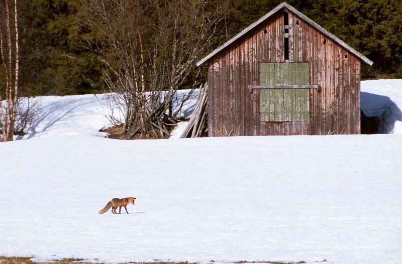 289_45.jpg - Foran denne løa har vi fotografert traner noen år tidligere