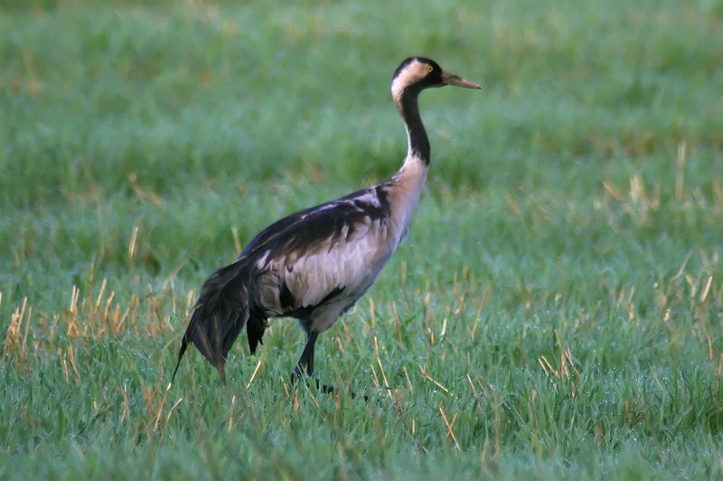 Imgp3320.jpg - Trane