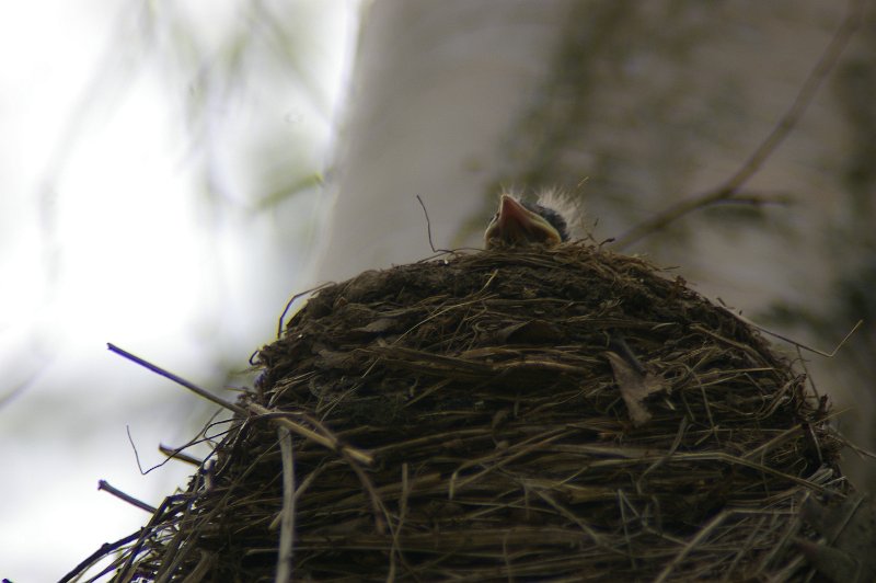 Imgp3359.jpg - Gråtrosten hadde reir inne på campingplassen