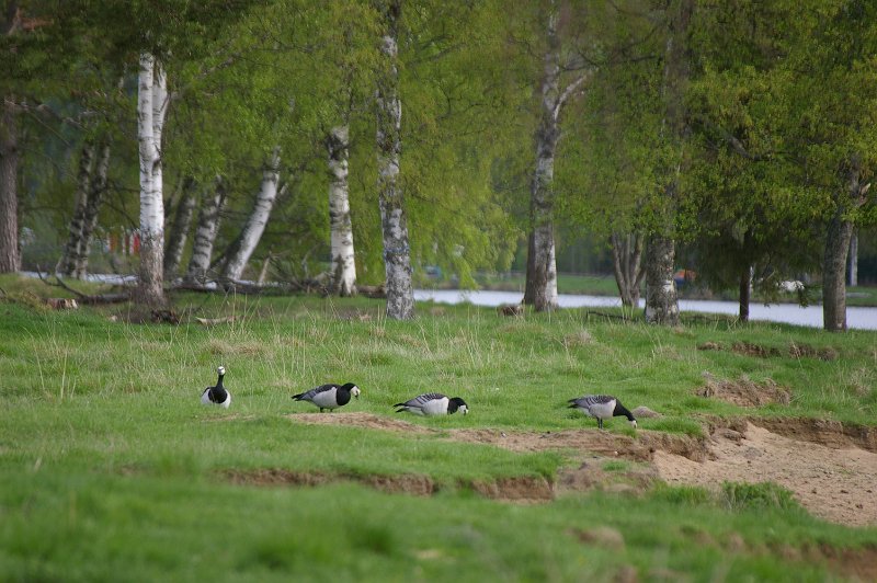 Imgp3377.jpg - Først trodde vi det var Canadagjess, men så fikk vi se at det var Kvitkinngjess