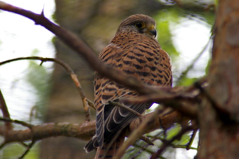 Imgp3476.jpg - I Järvsö Zoo finnes mange av nordens rovfugler. Her en Tårnfalk