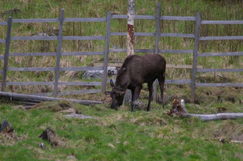 Imgp3488.jpg - Elg finnes også i Järvsö Zoo