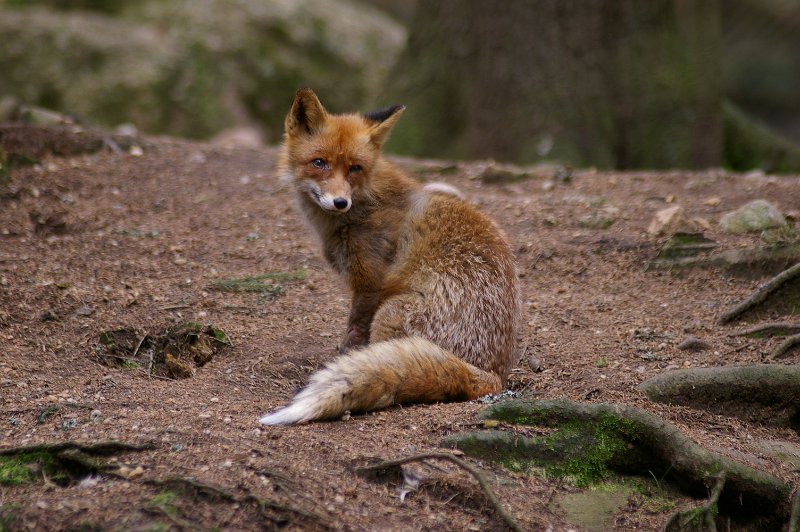 Imgp3505.jpg - Rødrev