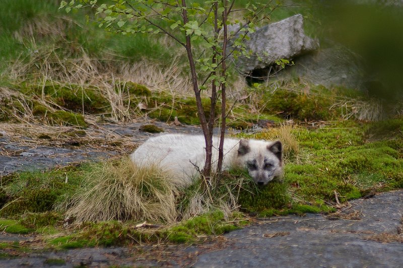 Imgp3527.jpg - Fjellrev