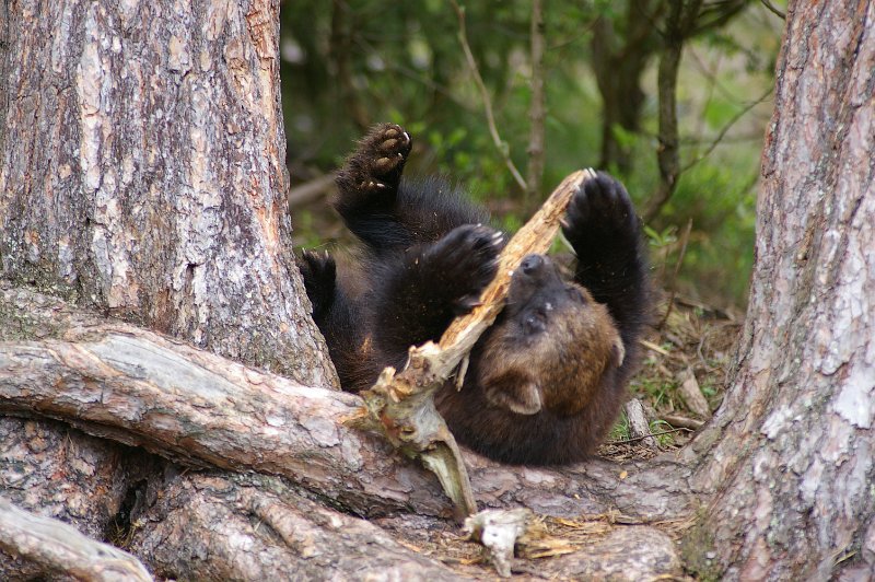 Imgp3623.jpg - Ung jerv i vilter leik med ei treflis