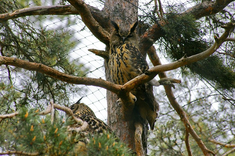 Imgp3640.jpg - Her har vi Bergulen sjøl. Hubro, - eller Berguv på svensk