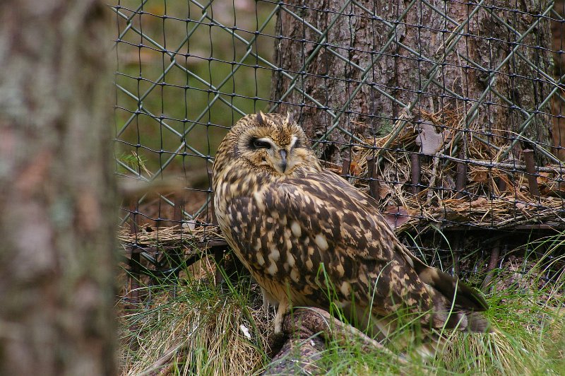 Imgp3653.jpg - Hornugle