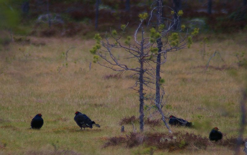 Imgp3690.jpg - Vi fikk også med oss litt orrfuglleik på ei myr i Jämtland
